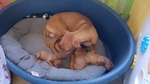 Meravigliosi Cuccioli di Cirneco Dell'etna con Pedigree Enci, Affetto ed Eleganza in un sol Colpo - Foto n. 7