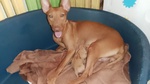 Meravigliosi Cuccioli di Cirneco Dell'etna con Pedigree Enci, Affetto ed Eleganza in un sol Colpo - Foto n. 8