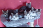 Gattini Salvati in Cerca di Adozione - Foto n. 2