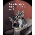 Gattini Salvati in Cerca di Adozione - Foto n. 4