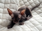 Cuccioli Sphynx Disponibili - Foto n. 2