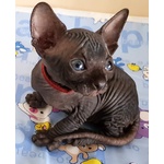 Cuccioli Sphynx Disponibili - Foto n. 3