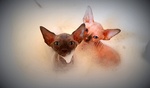 Cuccioli Sphynx Disponibili - Foto n. 4