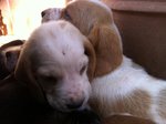 Cucciolata Bassethound