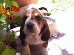 Cucciolata Bassethound - Foto n. 2