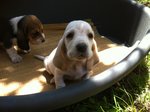 Cucciolata Bassethound - Foto n. 3