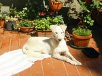 Bianca, Cucciola Sfortunata in Cerca di Felicità - Foto n. 1