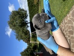 Bellissimo Cucciolo di Bulldog Francese Blu - Foto n. 2