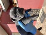 Bellissimo Cucciolo di Bulldog Francese Blu - Foto n. 3