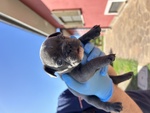 Bellissimo Cucciolo di Bulldog Francese Blu - Foto n. 4