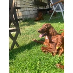 Setter Irlandesi - Foto n. 2