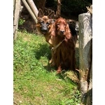 Setter Irlandesi - Foto n. 3