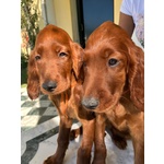 Setter Irlandesi - Foto n. 4