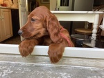 Setter Irlandesi - Foto n. 6