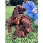 Setter Irlandesi - Foto n. 7