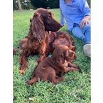 Setter Irlandesi - Foto n. 8