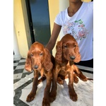 Setter Irlandesi - Foto n. 9