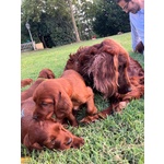 Setter Irlandesi - Foto n. 10