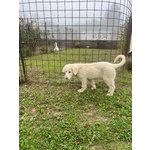 3 Cuccioli Pastore Maremmano - Foto n. 2