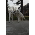 3 Cuccioli Pastore Maremmano - Foto n. 3