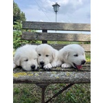 3 Cuccioli Pastore Maremmano - Foto n. 4