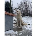3 Cuccioli Pastore Maremmano - Foto n. 5