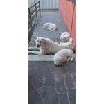 3 Cuccioli Pastore Maremmano - Foto n. 7