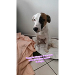 Peggy Cucciola di 11 mesi Taglia Medio Piccola Cerca Casa - Foto n. 2