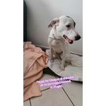 Peggy Cucciola di 11 mesi Taglia Medio Piccola Cerca Casa - Foto n. 3