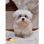 Maltese Cucciolo Italiano con Pedigree Enci - Foto n. 2