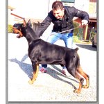 Cuccioli di Dobermann - Foto n. 2