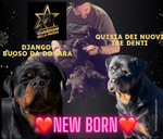 Cuccioli Rottweiler Pedigree enci Genitori Visibili - Foto n. 2