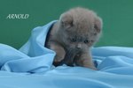 Gattini di Razza Scottish Fold - Foto n. 1