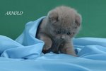 Gattini di Razza Scottish Fold