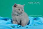 Gattini di Razza Scottish Fold - Foto n. 3