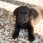Cuccioli di Labrador Cioccolati - Foto n. 2