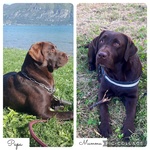 Cuccioli di Labrador Cioccolati - Foto n. 3