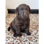 Cuccioli di Labrador Cioccolati - Foto n. 4