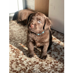 Cuccioli di Labrador Cioccolati - Foto n. 5