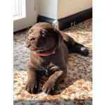 Cuccioli di Labrador Cioccolati - Foto n. 6