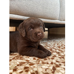Cuccioli di Labrador Cioccolati - Foto n. 7