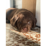 Cuccioli di Labrador Cioccolati - Foto n. 8