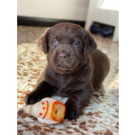 Cuccioli di Labrador Cioccolati - Foto n. 9