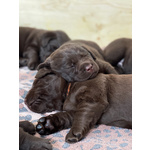 Cuccioli di Labrador Cioccolati - Foto n. 10