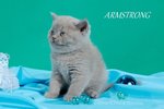 Gattini di Razza Scottish Fold - Foto n. 6