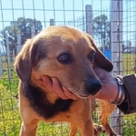 Filippo Dolce Cagnolino 6 anni Cerca Casa - Foto n. 3