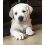 Cuccioli di Labrador Chiari