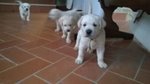 Cuccioli di Labrador Chiari - Foto n. 2
