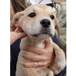Aura Cucciola Simil Labrador Cerca Casa - Foto n. 2