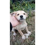 Aura Cucciola Simil Labrador Cerca Casa - Foto n. 3